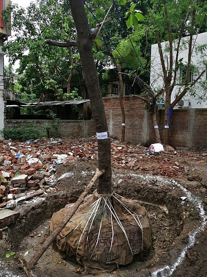 कडबी चौक : उपटण्यात आलेले झाड. 