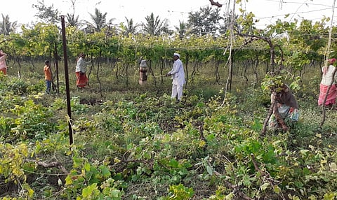 तीर्थपुरी (ता. घनसावंगी) : शेतकरी नारायण बोबडे यांच्या द्राक्षबागेवर कुऱ्हाड चालविताना. 