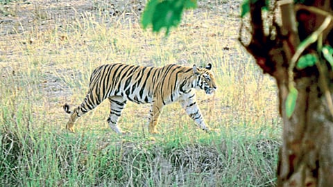 Tiger