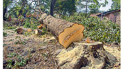Tree-Cutting