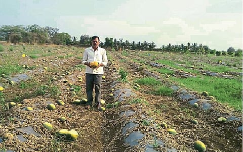 येडशी (ता. उस्मानाबाद) : गुरुनाथ पताळे यांच्या शेतातील टरबूज.