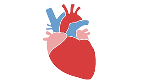 Convulsive heart surgery performed in four minutes