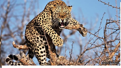 panther Attack