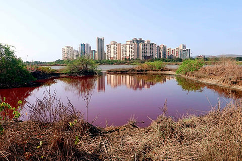 अरे वाह! ऑस्ट्रेलियासारखं पिंक लेक आता मुंबईतही, कुठे ते जाणून घ्या.
