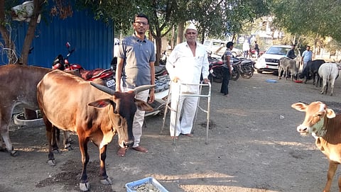 cow