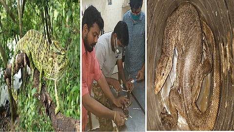 एकाच दिवशी उपनगरातून तीन अजगर, सरडा, घोरपडाची सुटका; उपचारानंतर जंगलात सोडणार