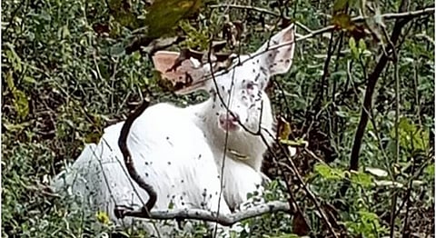  The albino samber found in Navegaon