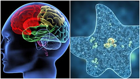 amiba and brain.jpg