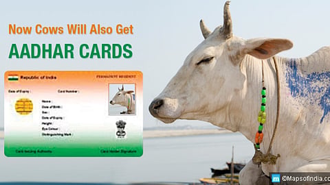 animal aadhar