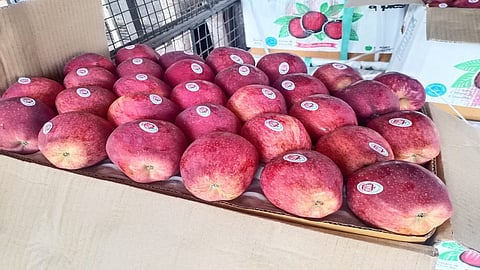 apple.jpg