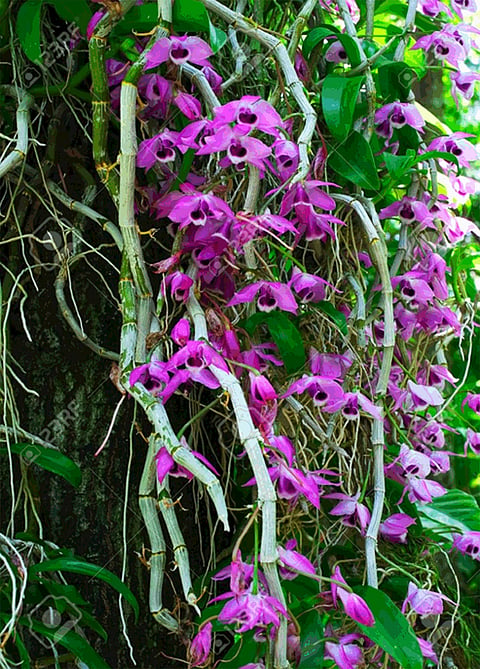 Flowers growing at the speed of clear air and orchids
