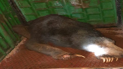 Eventually the injured bear recovered and went into the forest