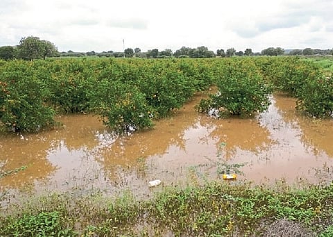 Crop damage in 877 hectares due to heavy rain; Panchnama completed in Kadegaon taluka