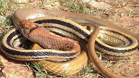 two died by snake bite in wardha