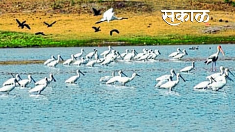 हतनूर जलाशयात जैवविविधतेचा अभ्यास; ३०९ प्रजातींची नोंद 