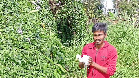 Life saving for the heron