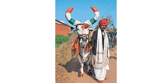 Nandi bull  Abdominal device 