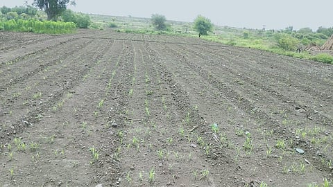 कुकुडवाड : पाउस