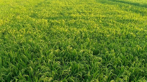 पाच दशकांपासून 'हा' सुवासिक तांदूळ पिकताेय महाराष्ट्रातील 'या' गावात