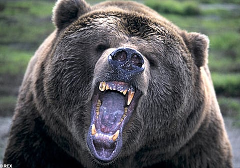 bear
