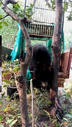bear