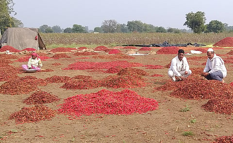 भोकरदन : धुके तसेच बदलत्या वातावरणामुळे खराब होत असलेली वाळत ठेवलेली लाल मिरची.