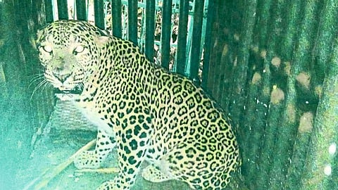 Success in capturing leopard in pawas ratnagiri 