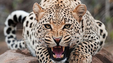 o god leopard is coming