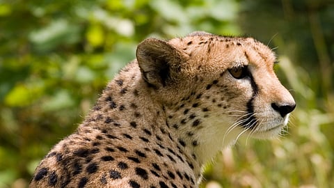 leopard attack on ox in ratnagiri but no any proof attack in ratnagiri