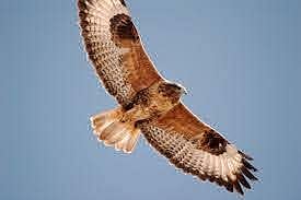 Akola News: First record of falcon party in Central India, image of upland buzzard party captured in their camera