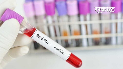 bird flu