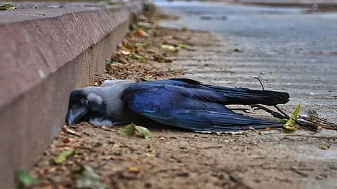 खुलासा झाला, मुंबईत कावळ्यांचा झालेला मृत्यू 'बर्ड फ्लू' मुळेच