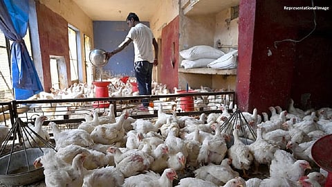 खळबळजनक  ! महाराष्ट्रात पोहोचला Bird Flu, मुरूंबा गावातील 800 कोंबड्यांचा मृत्यू 'बर्ड फ्लू'मुळेच