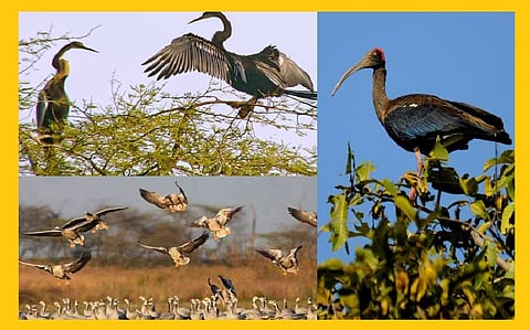 solapur birds news