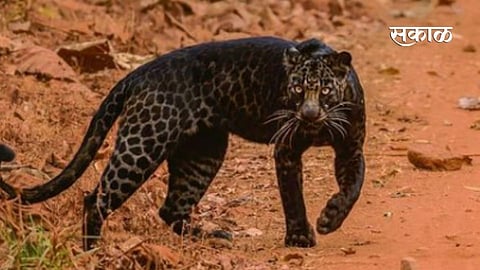 Rare black leopard seen in Tadoba National Park
