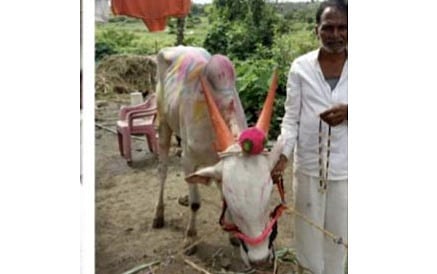 ... अन् मालकाच्या प्रेमापोटी बैलाने गिळलेले सोने केले परत