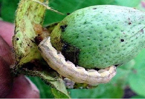 cotton damaged due to new disease in amravati