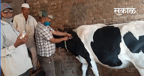 पुण्यात पिरंगुटला चार जनावरांचा मृत्यू; घटसर्पामुळे दगावल्याची शक्यता 