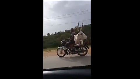 youth and bull double seat traveling on bike video viral