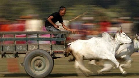 Police raid in Sangola taluka before the start of bullock race