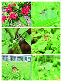 Butterfly garden