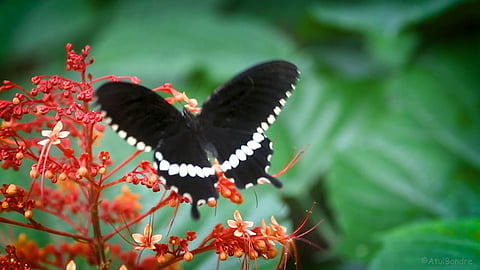 Rare common banded peacock butterfly found in Wardha