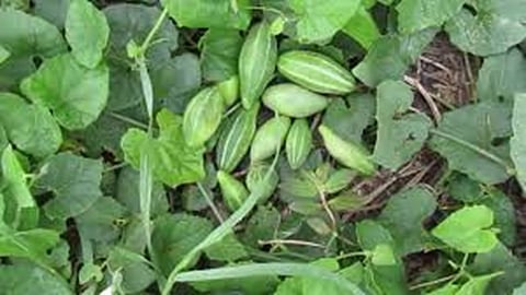 Annapaanvidhi Shakvarga