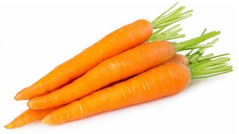 carrot
