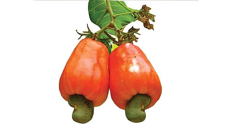Sindhudurg District President Satish Sawant Promise For Cashew Nut Rate