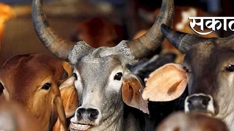 cattles