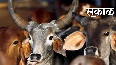 cattles
