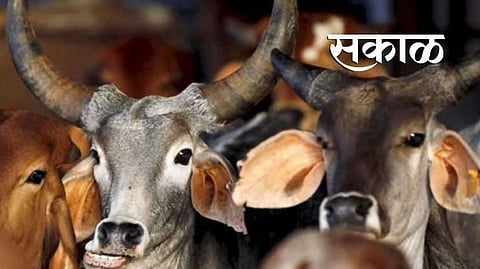 Two suspects arrested in connection with the illegal cattle transportation case, facing charges under animal protection laws.