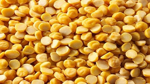 Crops of Pigeon pea are getting damaged due to Cold in yavatmal district 