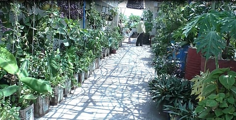 Munkunda Ambekar from Durgapur Amravati cultivated on the terrace